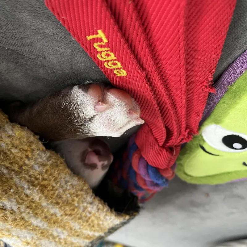 Mcnugget thumbnail 2