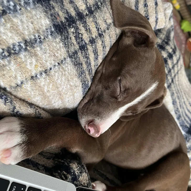 Mcnugget thumbnail 4