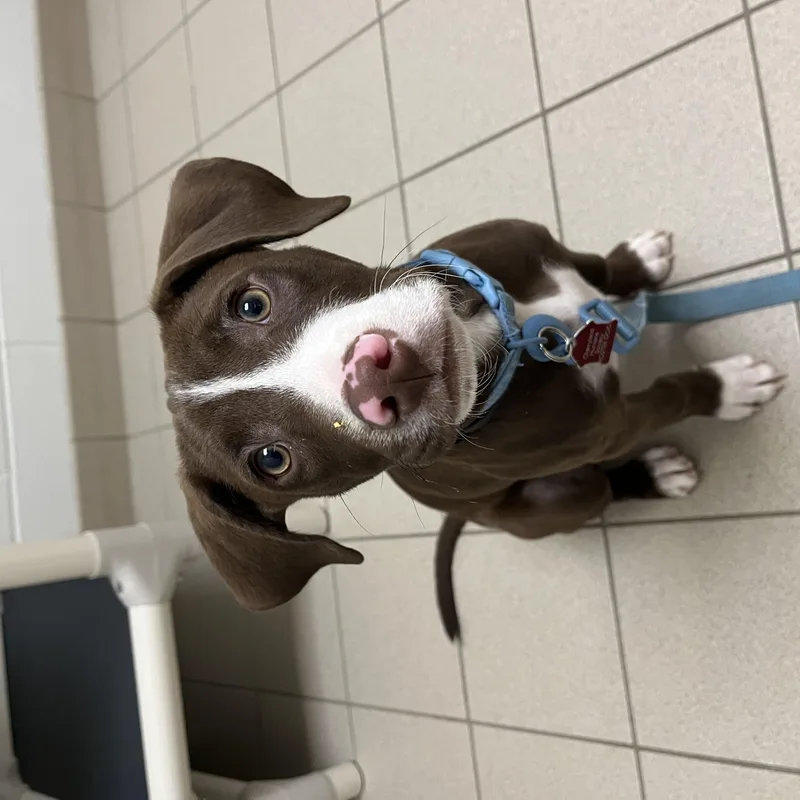 Mcnugget thumbnail 5