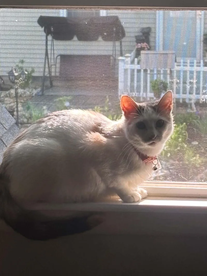 A young medium-sized female Domestic Short Hair cat named Mochi for adoption in Coralville, IA