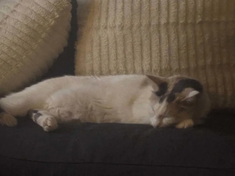 Mochi thumbnail 3