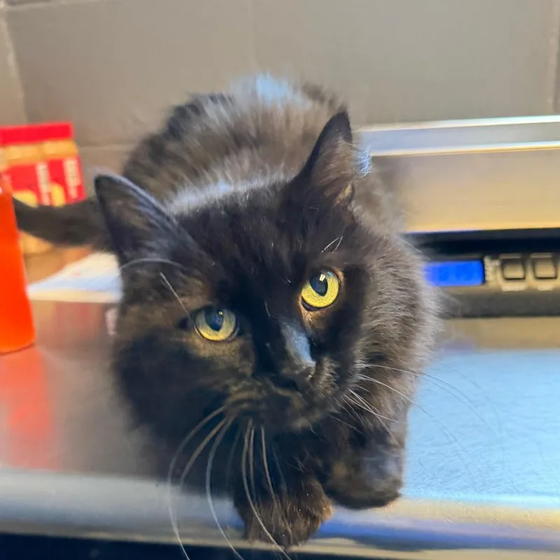 A senior medium-sized male Black Domestic Medium Hair cat named Archie for adoption in Tuscaloosa, AL