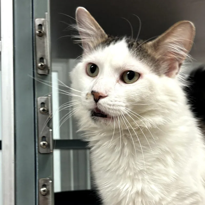 An adult large-sized male White Domestic Medium Hair cat named Arnold for adoption in Walden, NY