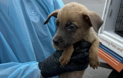 A baby small-sized male Belgian Shepherd / Malinois dog named Puppy for adoption in Atlanta, GA