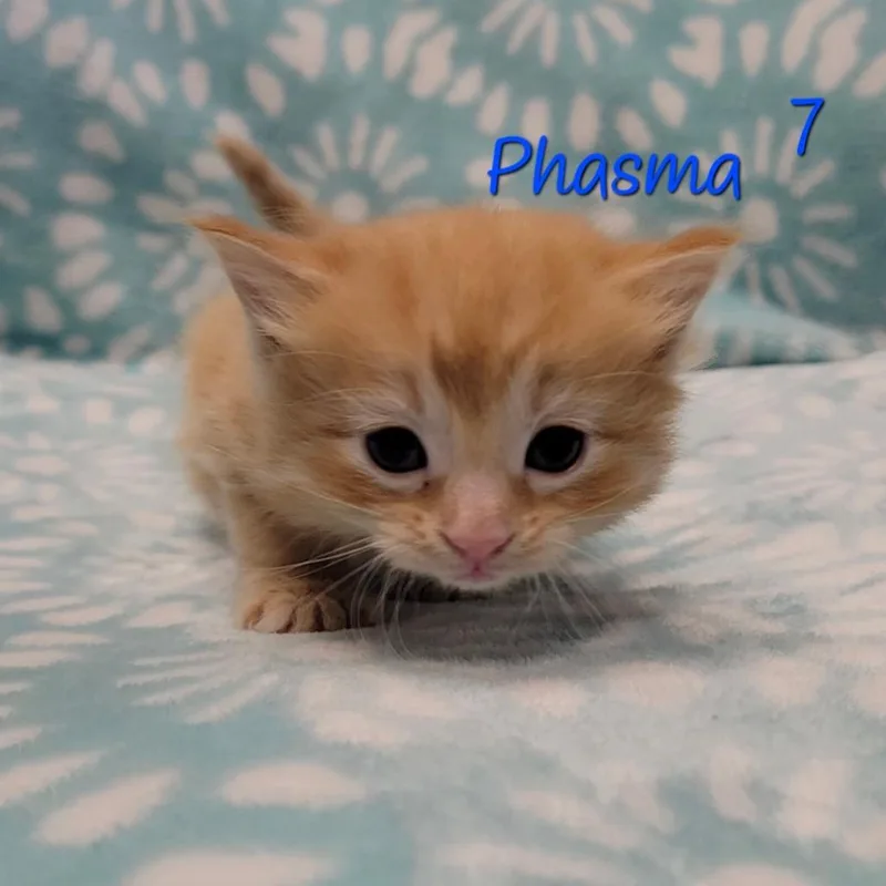 Phasma thumbnail 3