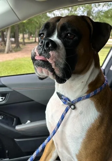 A young medium-sized male Boxer dog named Rocky XV for adoption in Hewitt, TX
