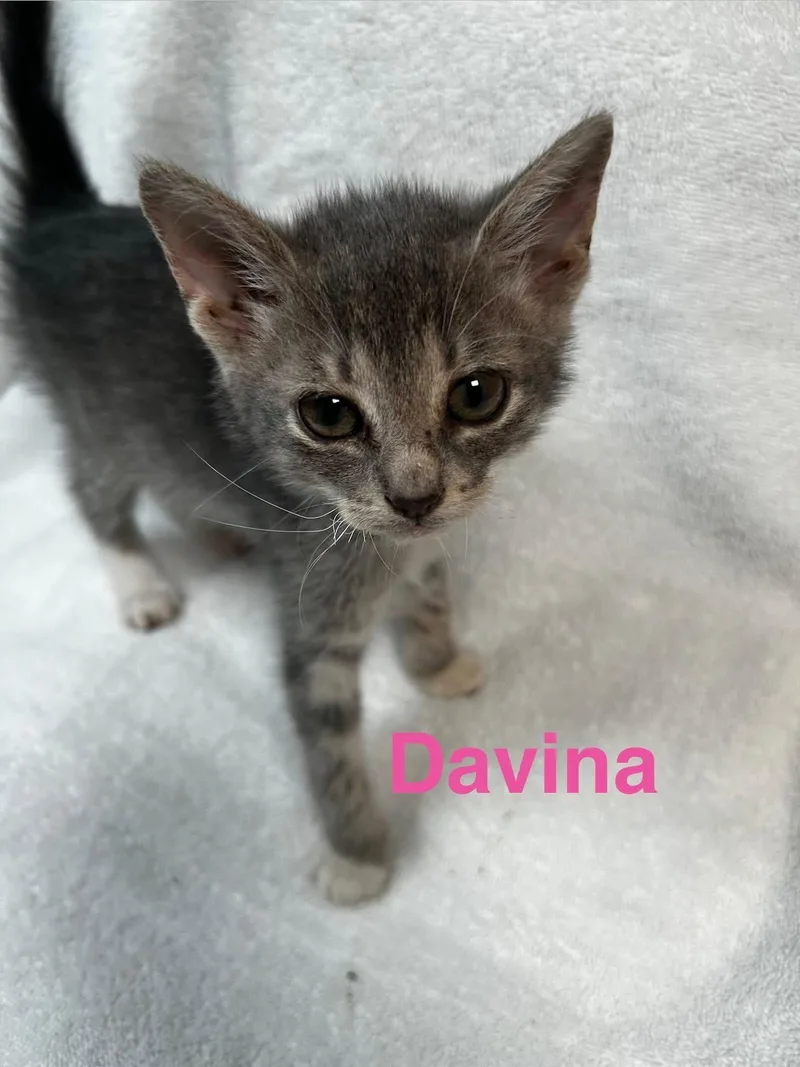 Davina
