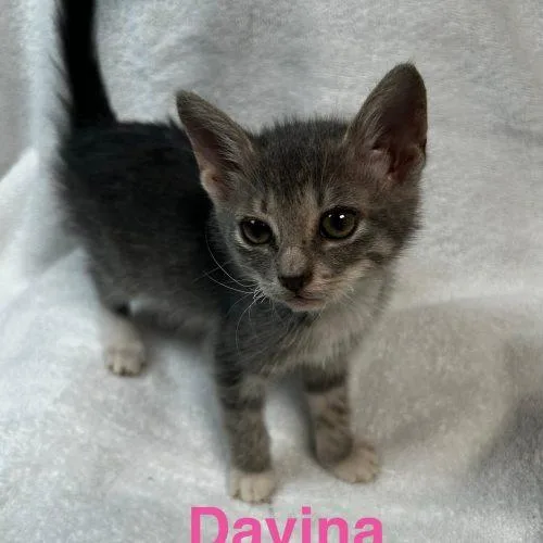 Davina thumbnail 2