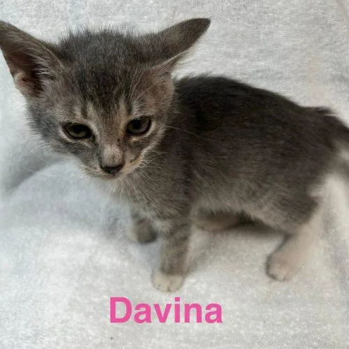 Davina thumbnail 3