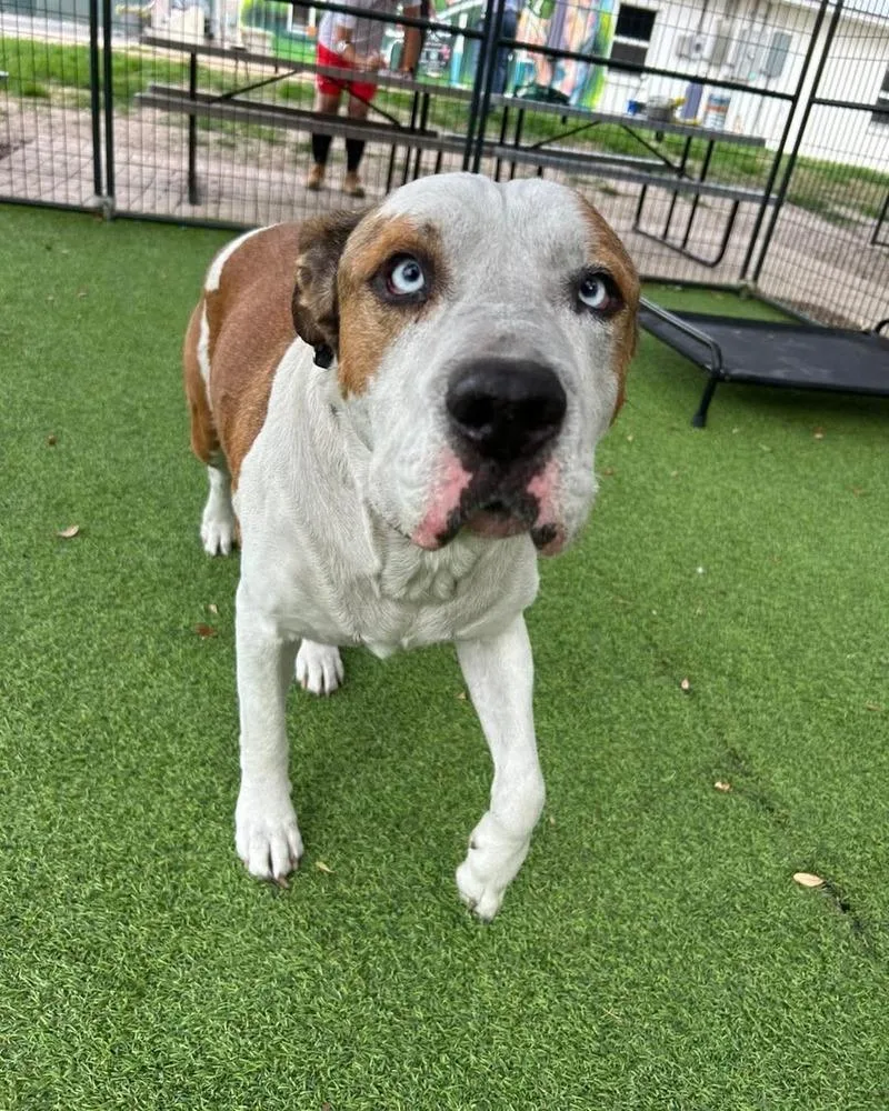 An adult medium-sized male Tricolor (Brown, Black, & White) Staffordshire Bull Terrier dog named Hooch for adoption in Lakeland, FL