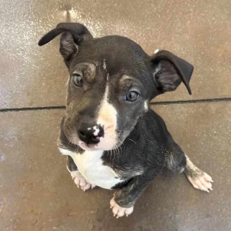 A baby small-sized female Black Terrier dog named Cassiopeia for adoption in Palm Springs, CA