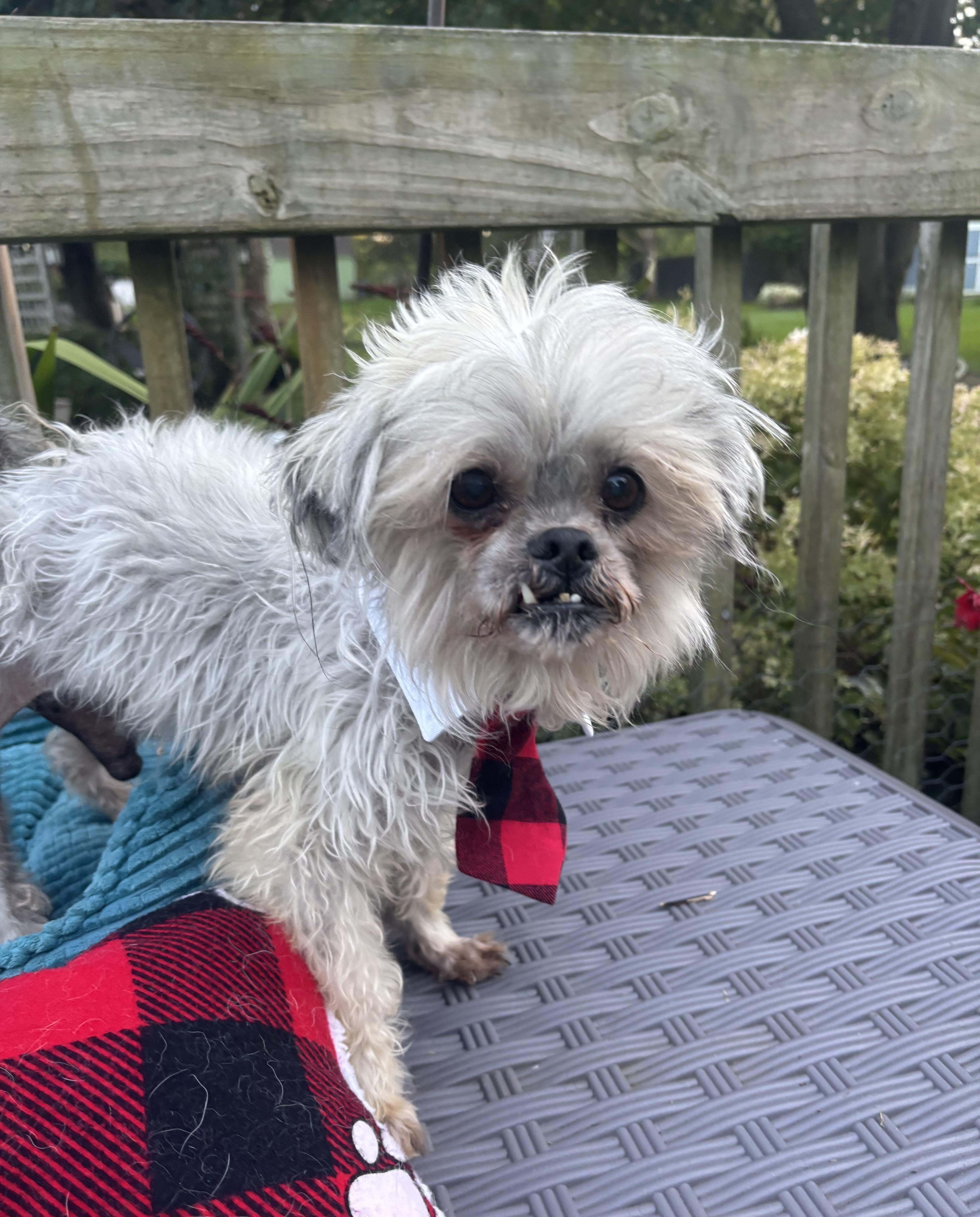 An adult small-sized male Shih Tzu dog named Gizmo for adoption in White Lake, MI