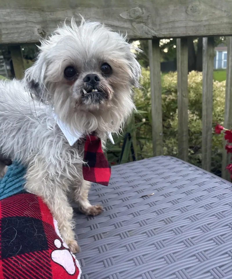 Gizmo thumbnail 2