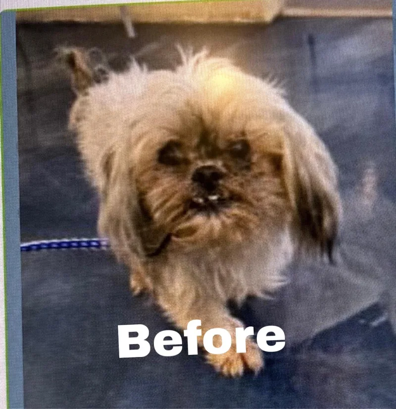 Gizmo thumbnail 4