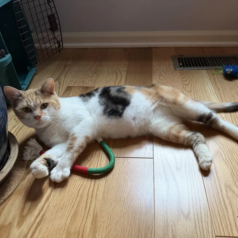 An adult medium-sized female Calico Domestic Short Hair cat named Siena for adoption in Evanston, IL
