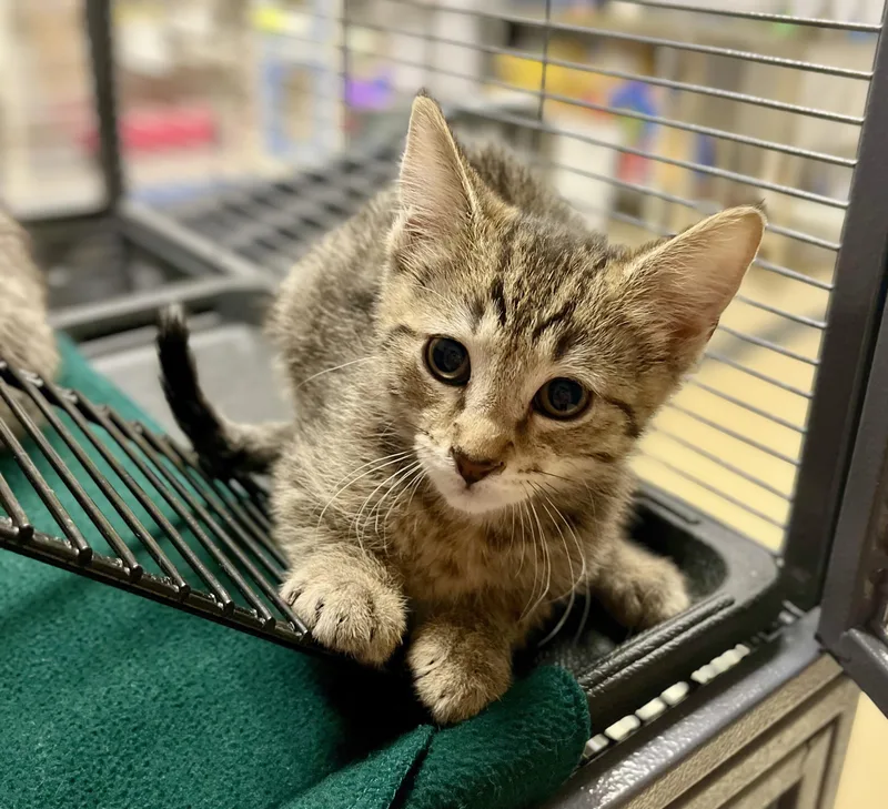 A baby medium-sized female Tabby (Brown / Chocolate) Domestic Short Hair cat named AnniFrid for adoption in Seville, OH