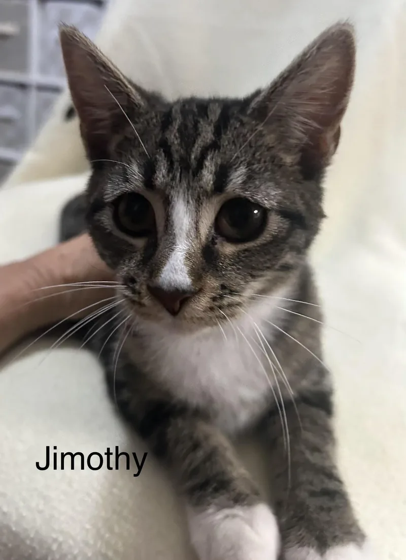 A baby medium-sized male Tabby (Brown / Chocolate) Domestic Short Hair cat named Jimothy for adoption in Herculaneum, MO