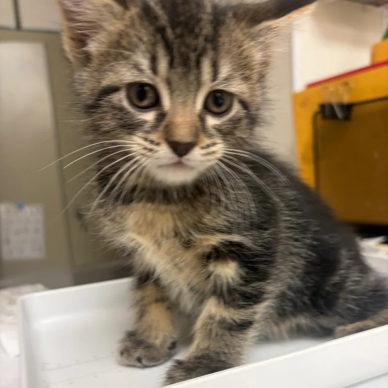 A baby small-sized female Domestic Short Hair cat named Kady for adoption in Pekin, IL