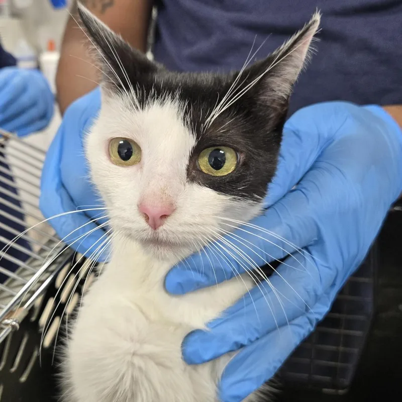A young small-sized female Black Domestic Short Hair cat named Maya for adoption in Newark, NJ