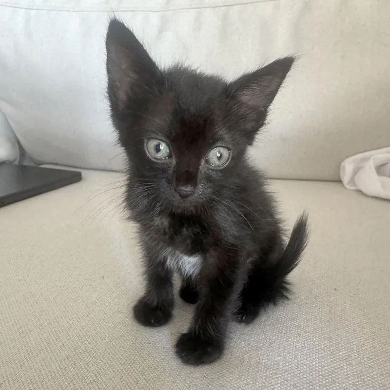 A baby small-sized male Black Domestic Short Hair cat named Ravioli for adoption in Austin, TX
