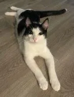 An adult small-sized male Domestic Short Hair cat named Snoopy for adoption in West Chester, PA
