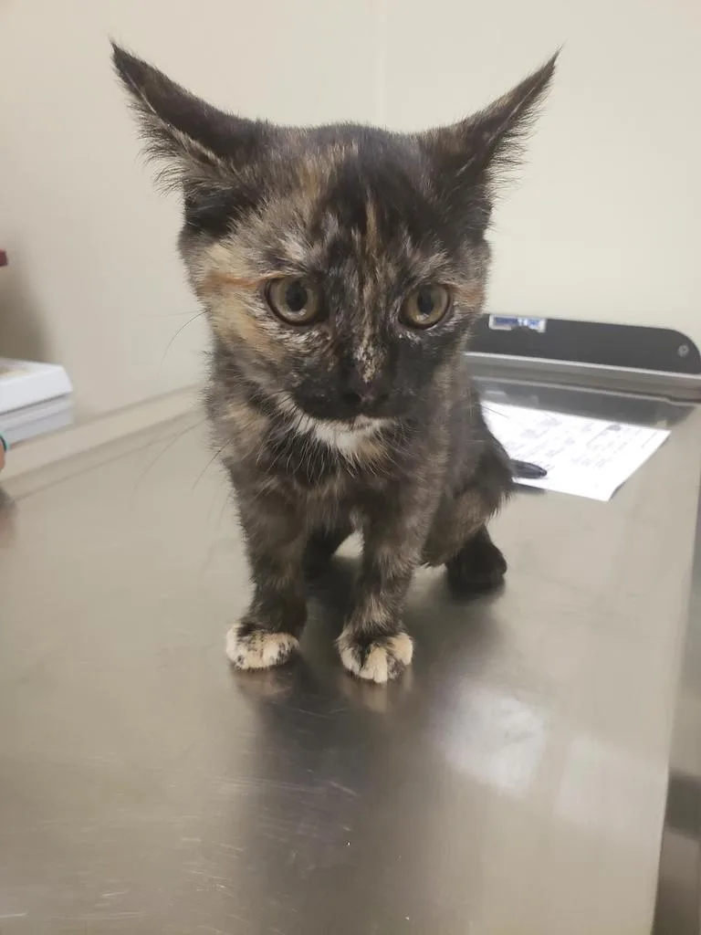 An adult medium-sized female Domestic Short Hair cat named Baja for adoption in Christiansburg, VA