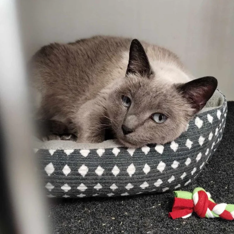 A senior large-sized female Lilac Point Siamese cat named Lolla for adoption in Norfolk, NE
