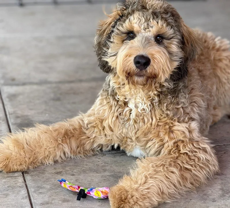 A young extra large-sized male Standard Poodle dog named Ludo for adoption in Phoenix, AZ