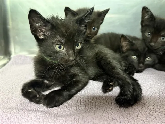 A baby small-sized male Domestic Short Hair cat named Green for adoption in Grand Prairie, TX