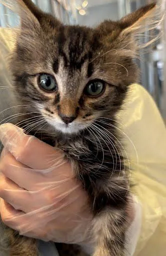 A baby small-sized male Domestic Long Hair cat named Rain for adoption in Washington, DC