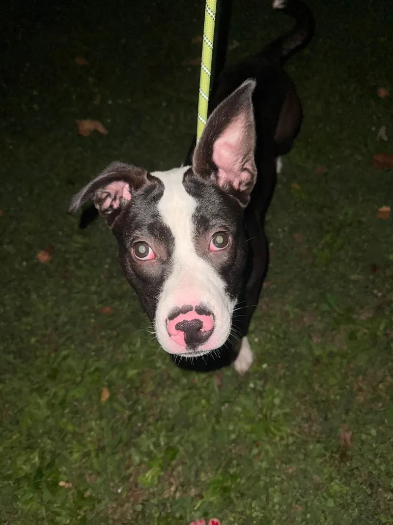 A baby medium-sized female Pit Bull Terrier dog named Cherry Pie for adoption in Germantown, OH