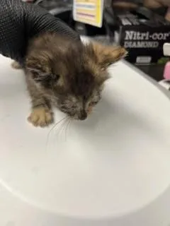 A baby small-sized female Domestic Short Hair cat named Ariel for adoption in Stockton, CA