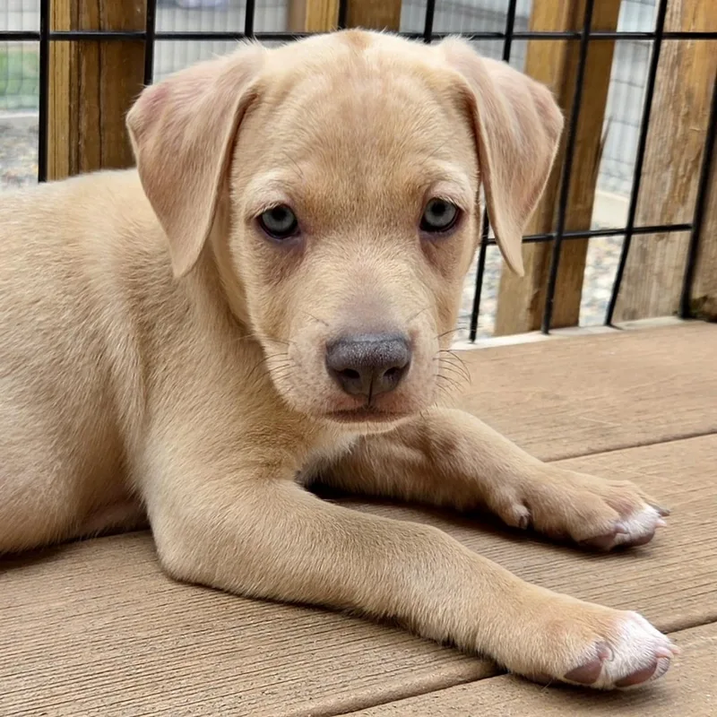 A baby medium-sized female Golden Labrador Retriever dog named Stevie Nicks for adoption in Prior Lake, MN