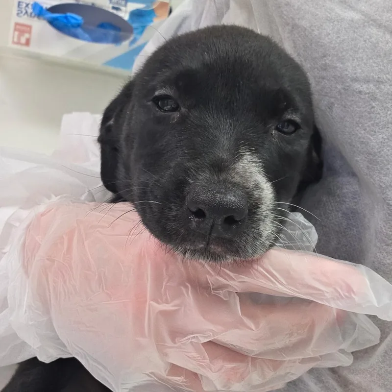 A baby small-sized female Black Mixed Breed dog named Muffy St. James for adoption in Charleston, WV
