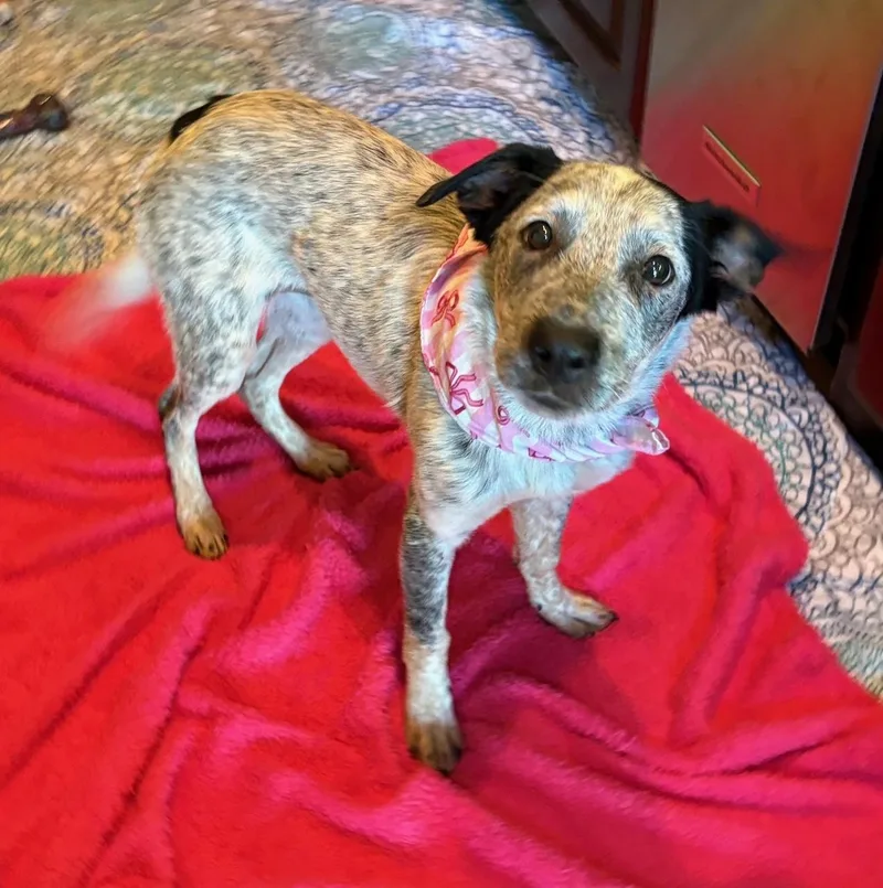 A baby medium-sized female Australian Cattle Dog / Blue Heeler dog named Millie for adoption in Lavon, TX