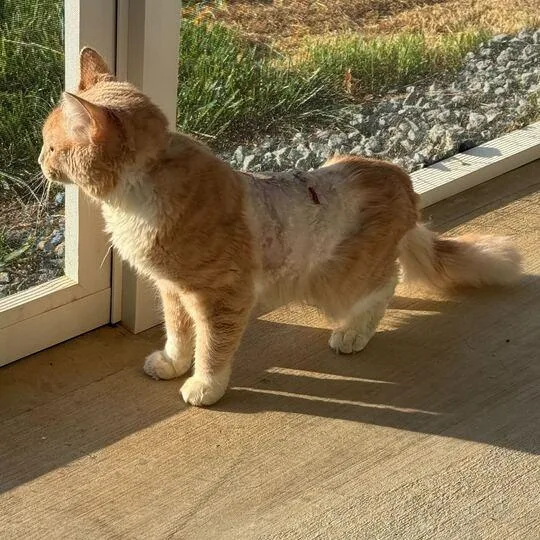 An adult medium-sized male Orange / Red Domestic Short Hair cat named Alvin for adoption in Waxhaw, NC