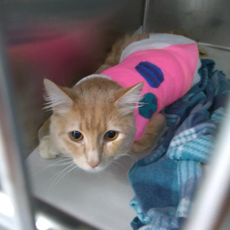 Alvin thumbnail 2