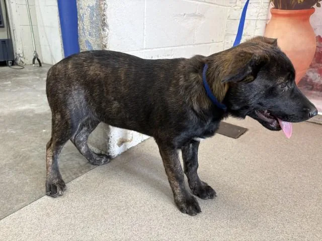 A baby small-sized female German Shepherd Dog dog named Katherine for adoption in San Bernardino, CA