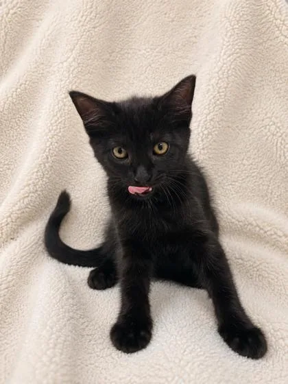 A baby small-sized male Domestic Short Hair cat named Scooby for adoption in Fairhope, AL