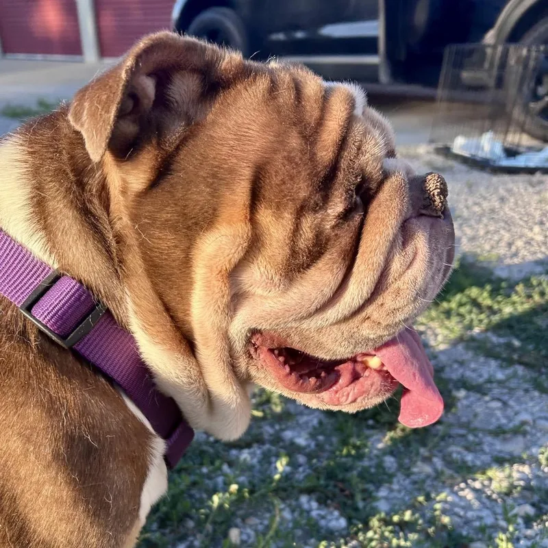 Peggy Sue thumbnail 4