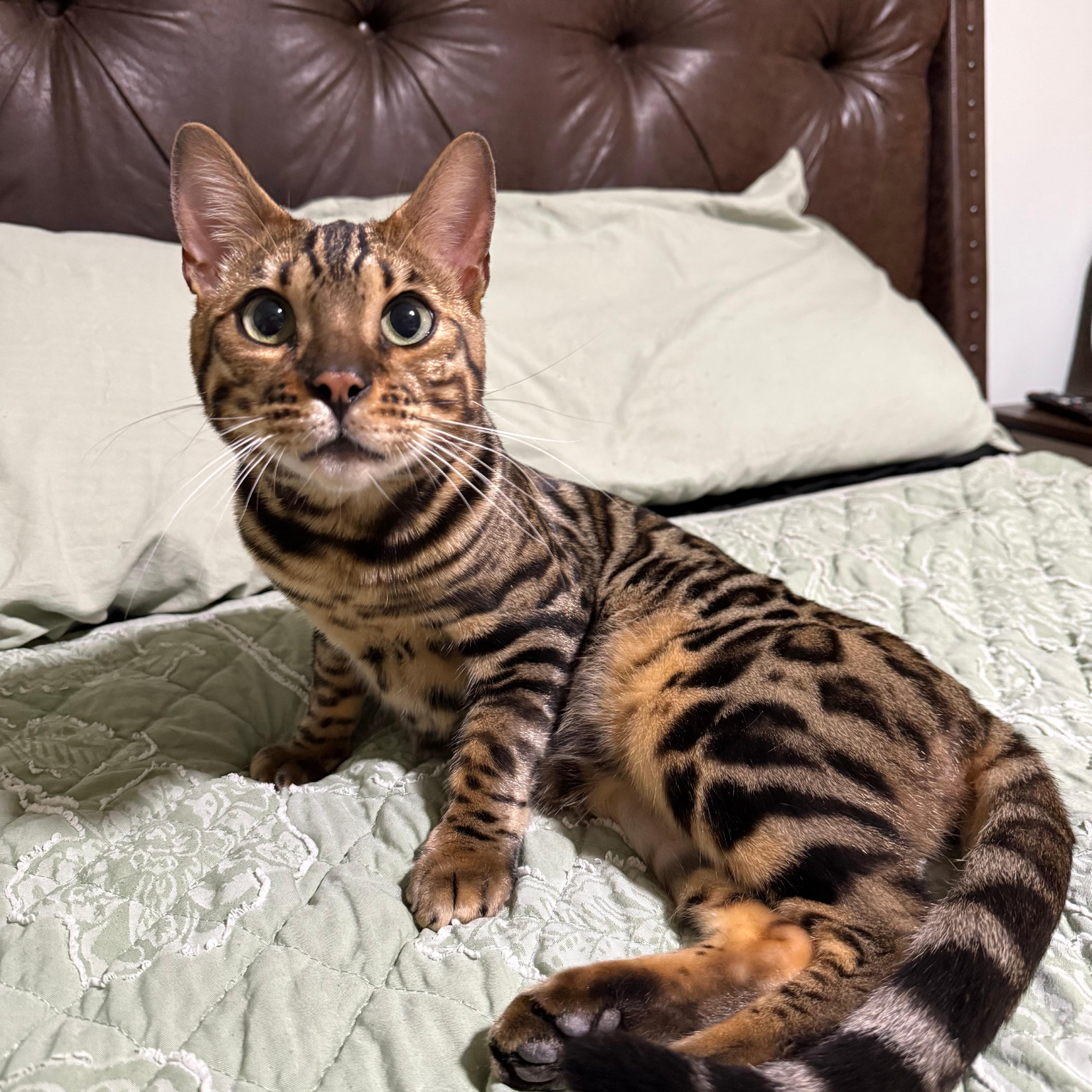 Tiberius thumbnail 2