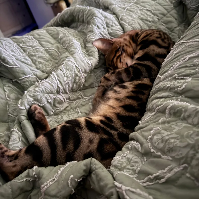 Tiberius thumbnail 3