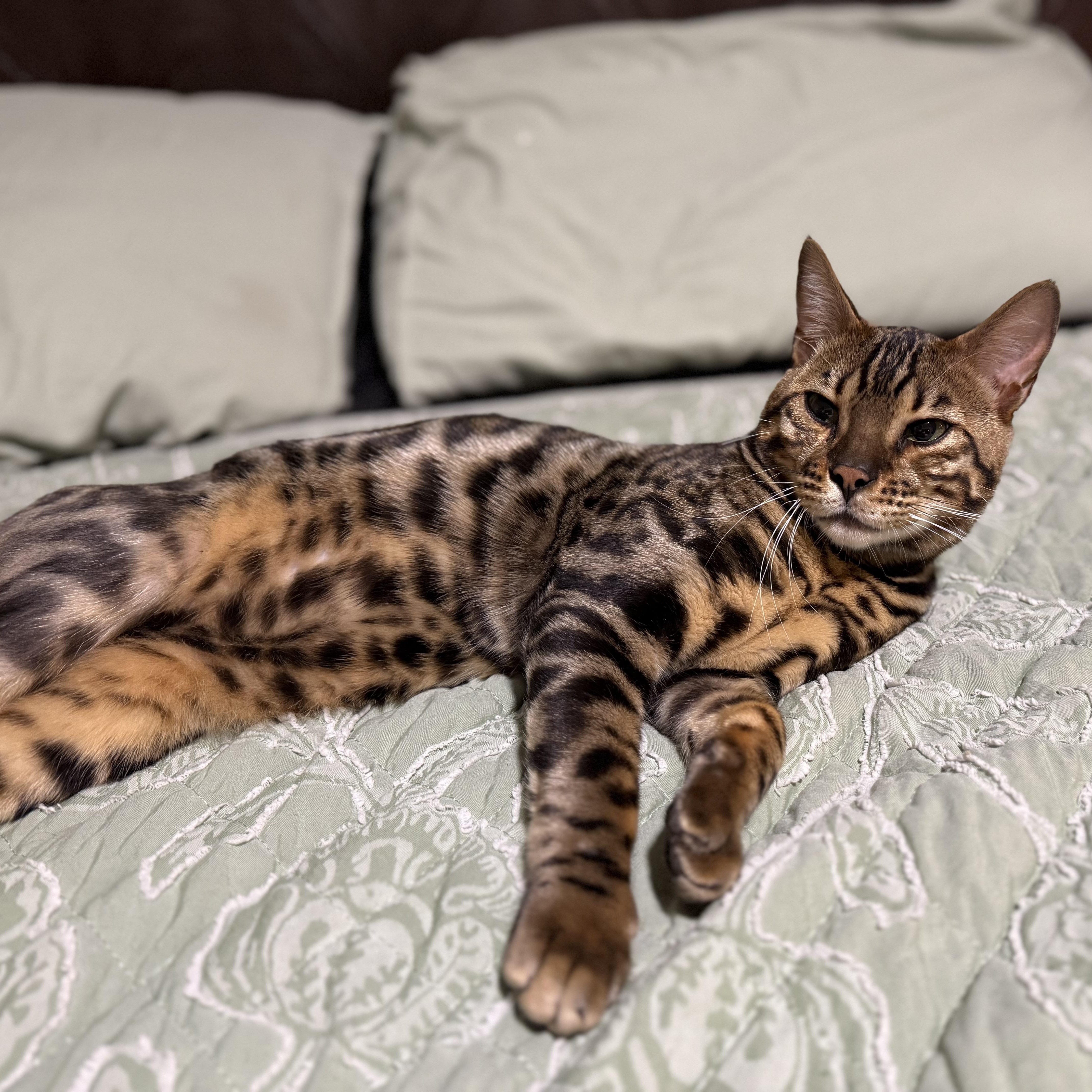 A young medium-sized male Bengal cat named Tiberius for adoption in Richmond, VA