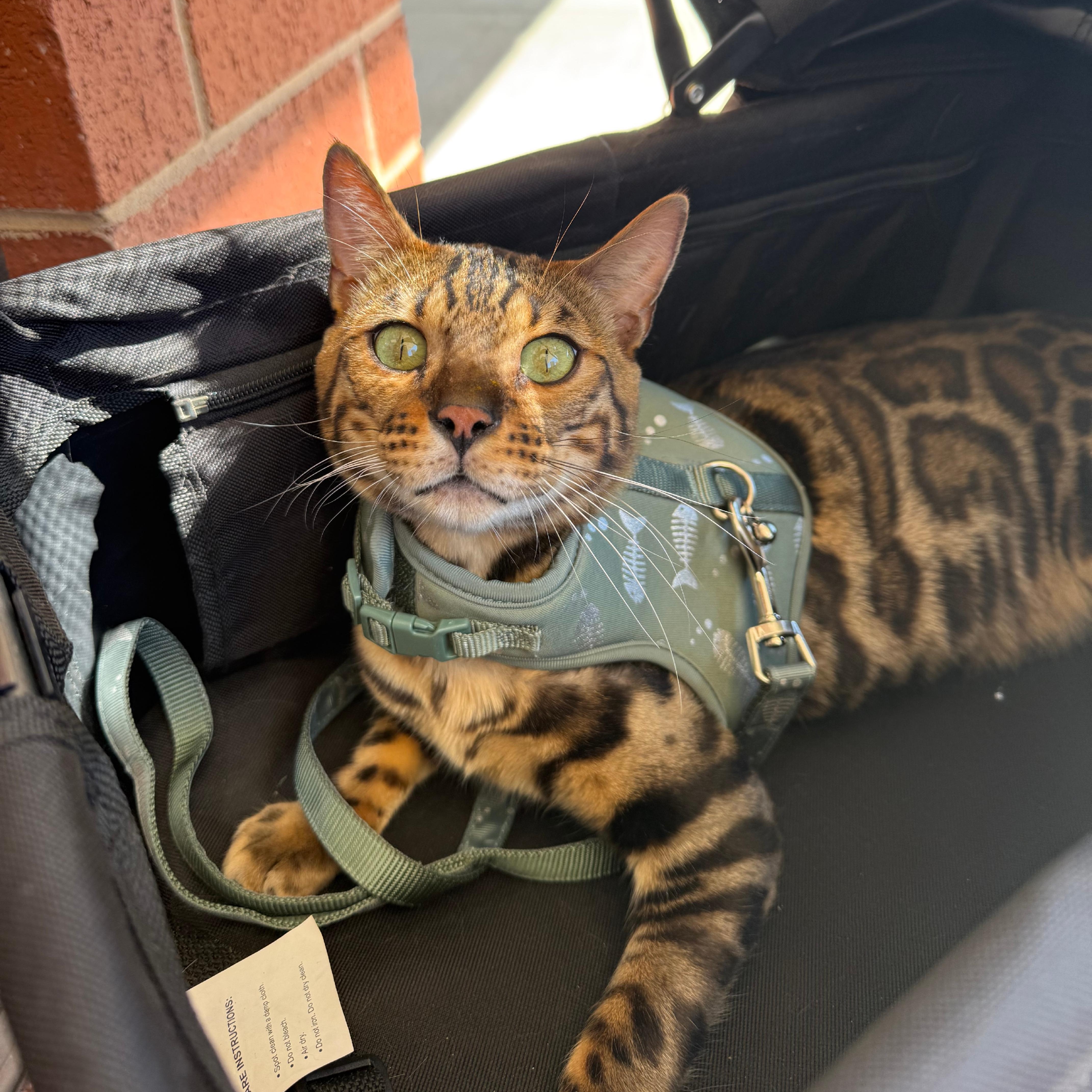 Tiberius thumbnail 4