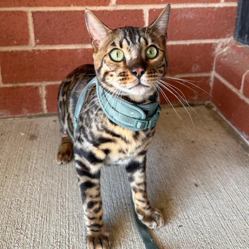 Tiberius thumbnail 5