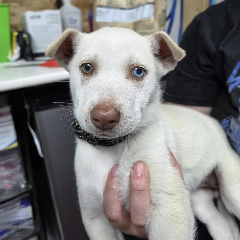 A young large-sized female Husky dog named Tavia for adoption in Fargo, ND