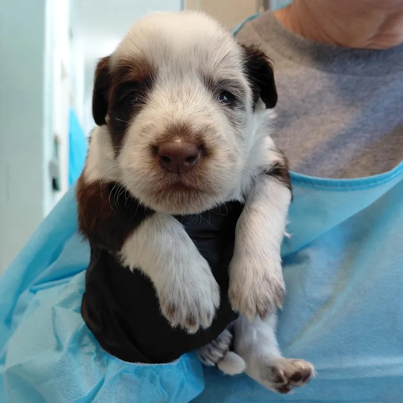 A baby medium-sized male Brown / Chocolate Mixed Breed dog named Sirius for adoption in LOXAHATCHEE, FL