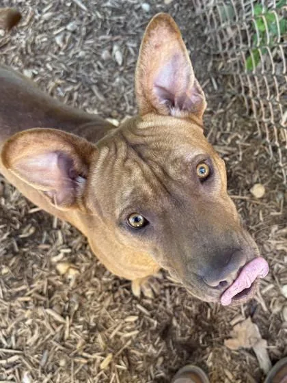 A baby large-sized male Pit Bull Terrier dog named Red for adoption in Cumming, GA
