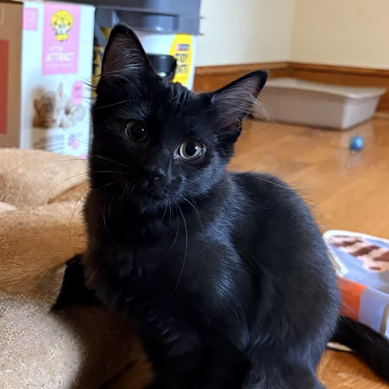 A baby small-sized female Domestic Short Hair cat named Katmai for adoption in Richmond, VA