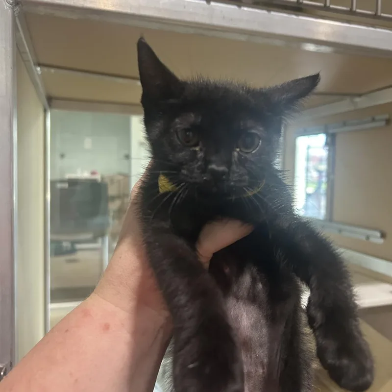 A baby small-sized female Black Domestic Short Hair cat named Lemon for adoption in Leander, TX